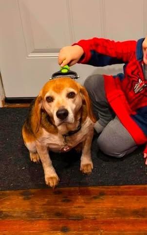 Gunner, a Adoptable Beagle in Kent, WA image 3/5