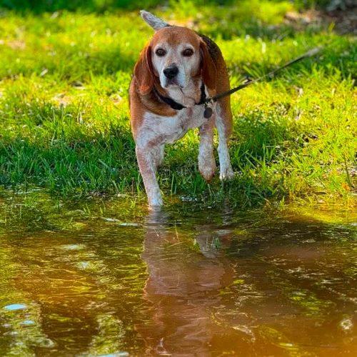 Gunner, a Adoptable Beagle in Kent, WA image 4/5