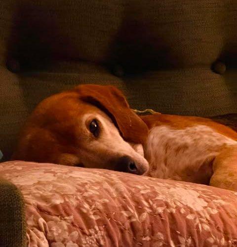 Gunner, a Adoptable Beagle in Kent, WA image 5/5