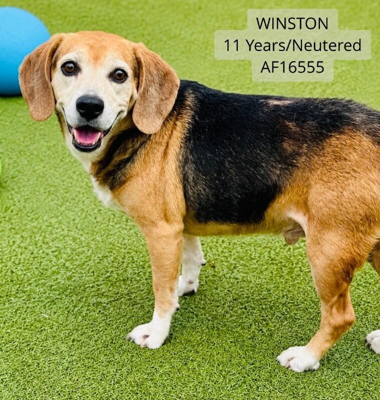 Winston, Adoptable, Adult Male Beagle.