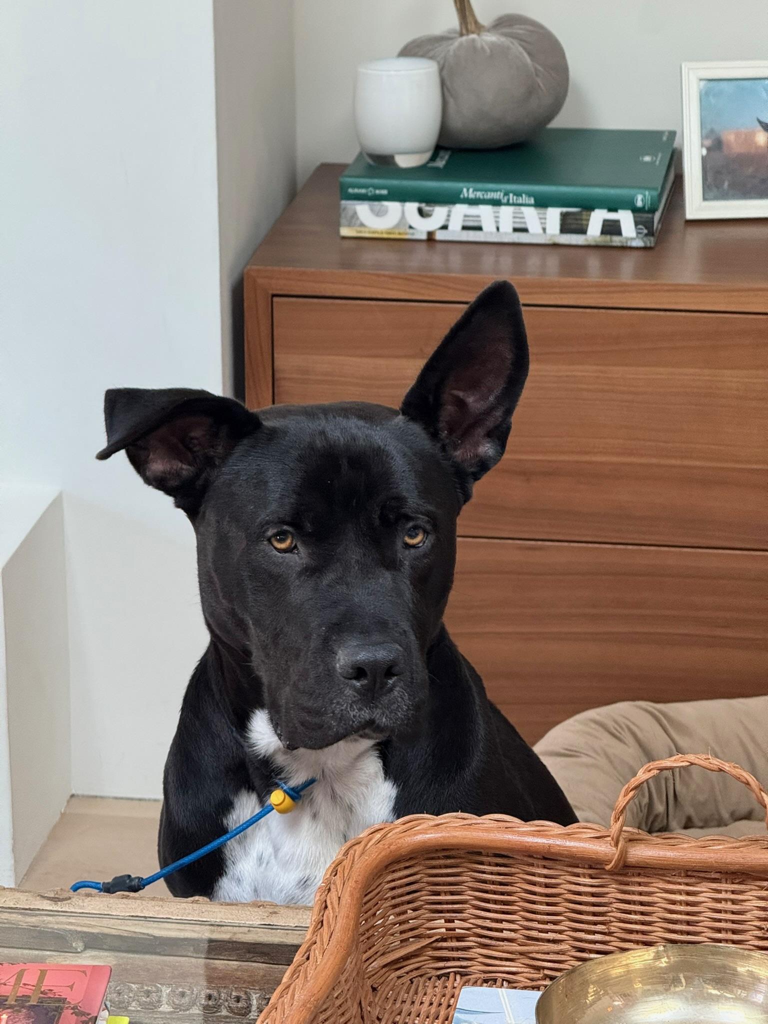 Luna, a Adoptable mixed breed in Putnam, CT image 1/6