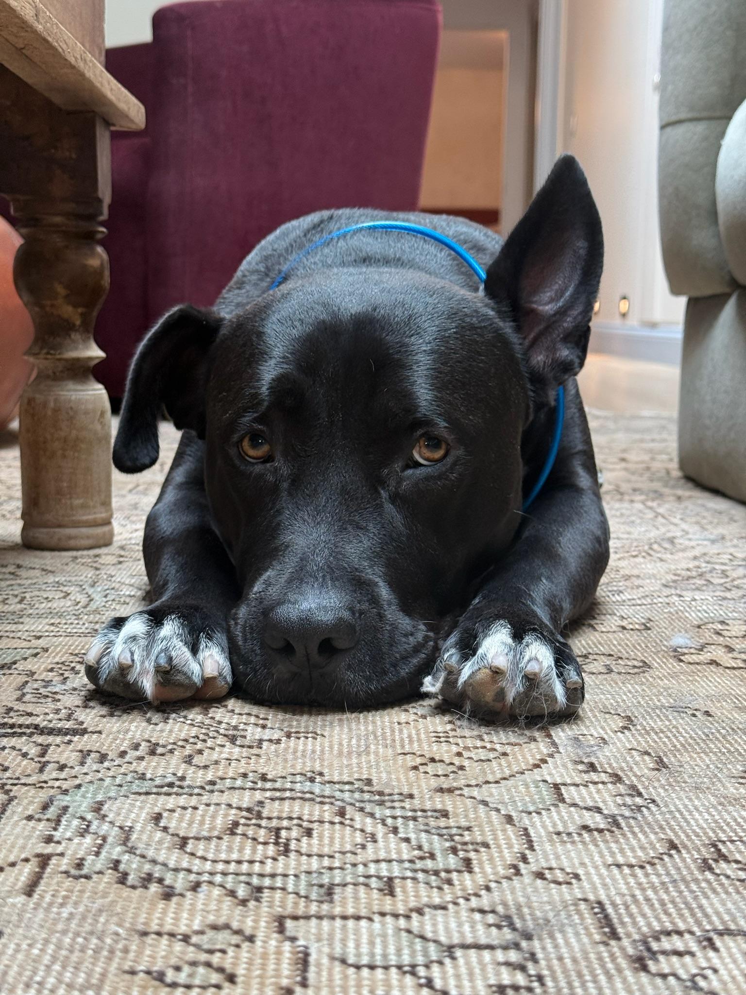 Luna, a Adoptable mixed breed in Putnam, CT image 2/6