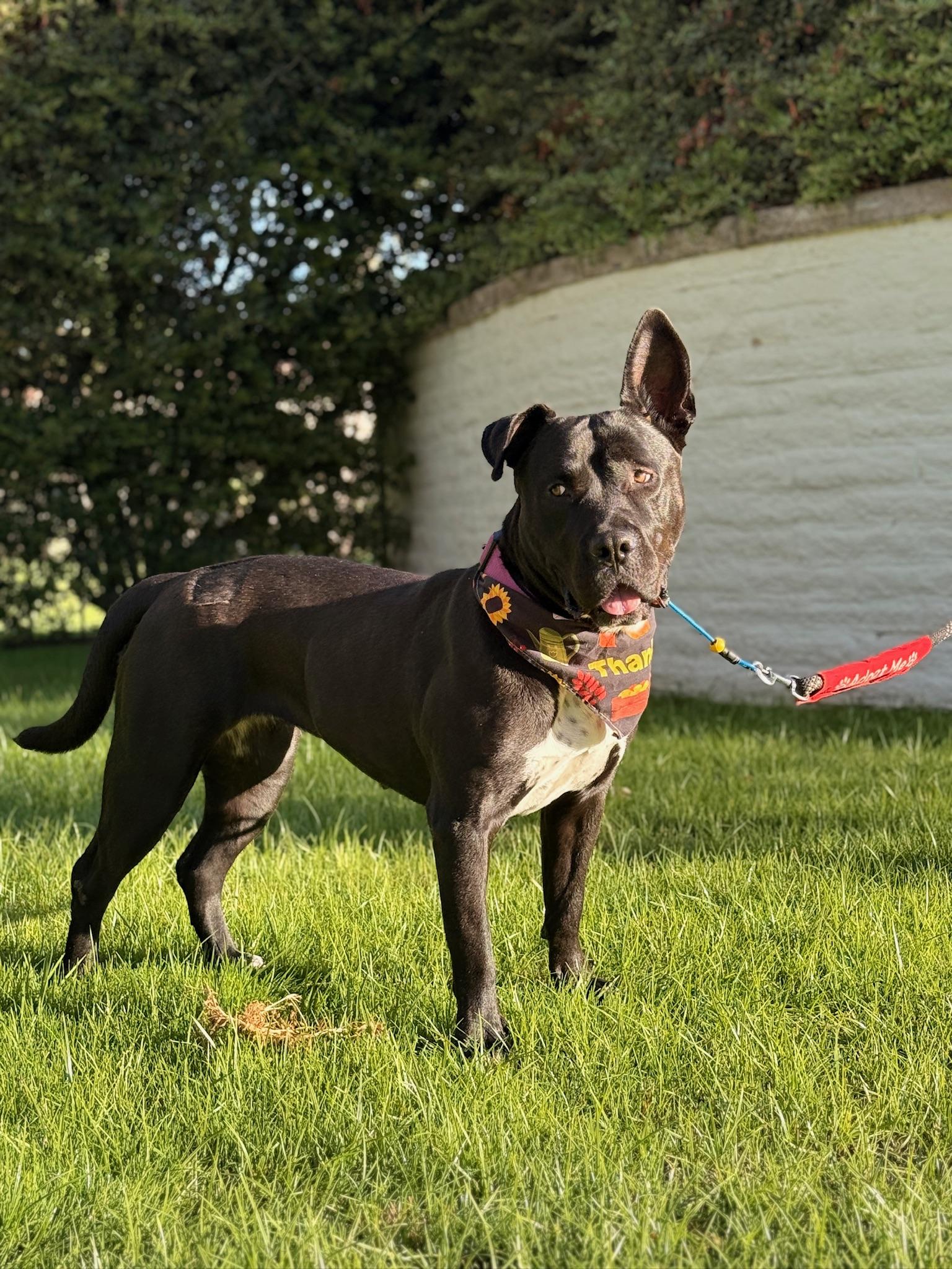 Luna, a Adoptable mixed breed in Putnam, CT image 5/6