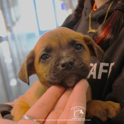 Enlarge TINSLEY, a Adoptable mixed breed in Kenansville, NC image 1/3