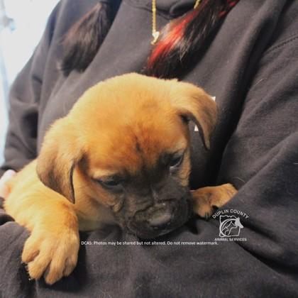 Enlarge TINSLEY, a Adoptable mixed breed in Kenansville, NC image 2/3