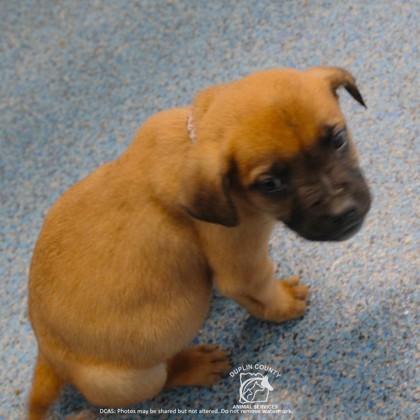 Enlarge TINSLEY, a Adoptable mixed breed in Kenansville, NC image 3/3