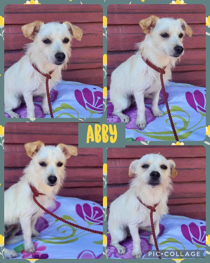 Abby, Adopted, Adult Female Terrier.