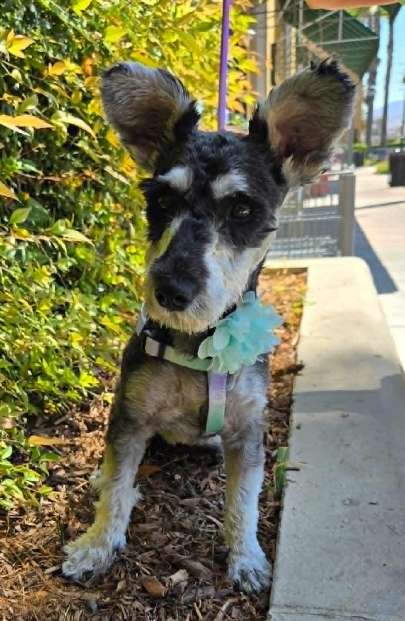 Cinder, Adopted, Young Female Schnauzer & Poodle.