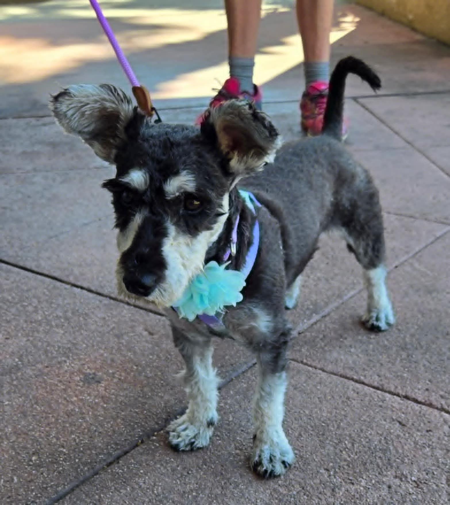 Enlarge Cinder, a Adopted mixed breed in Laguna Hills, CA image 3/4