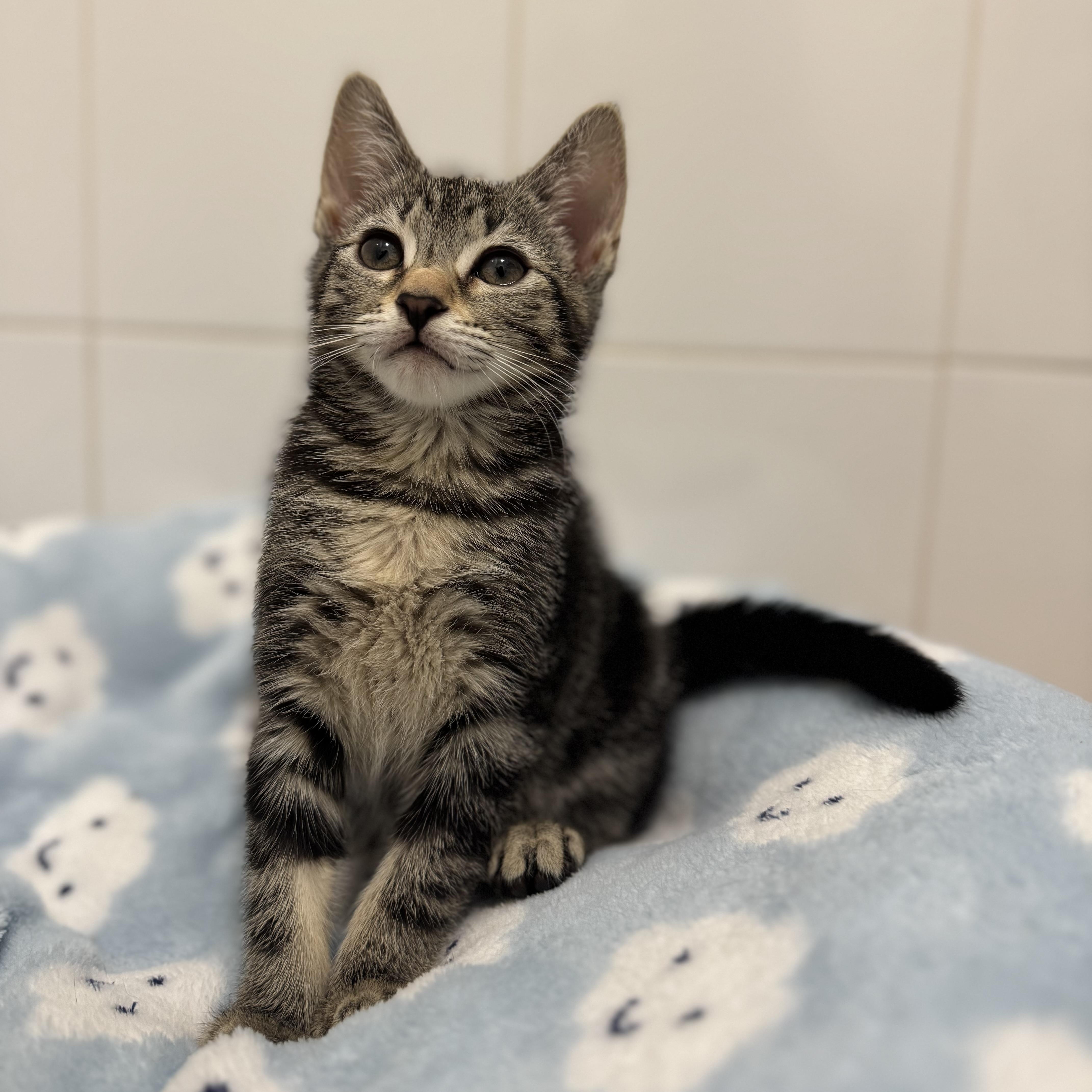 Ever, Adopted, Kitten Female Domestic Short Hair.