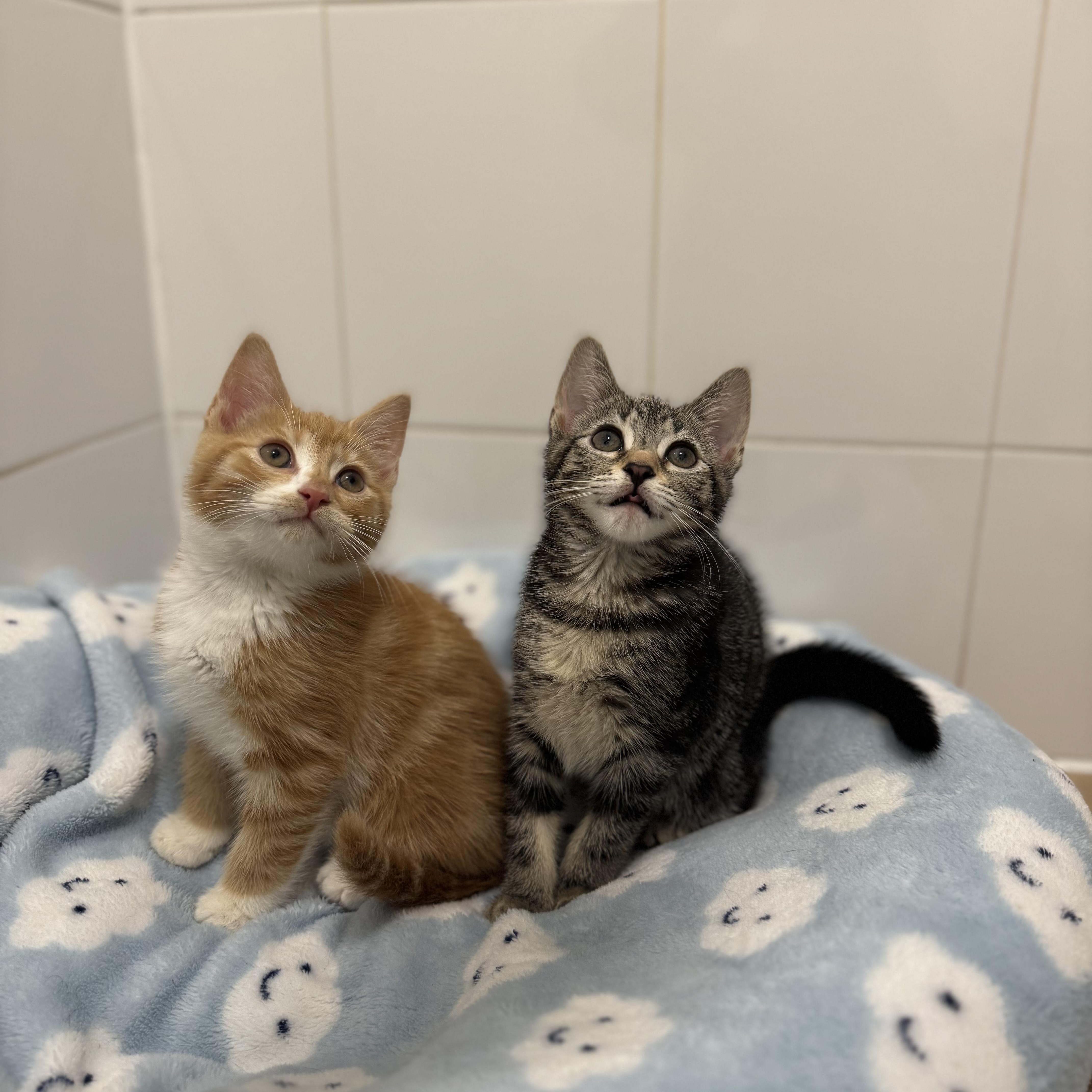 Ever, a Adopted Domestic Short Hair in Brooklyn, NY image 2/5