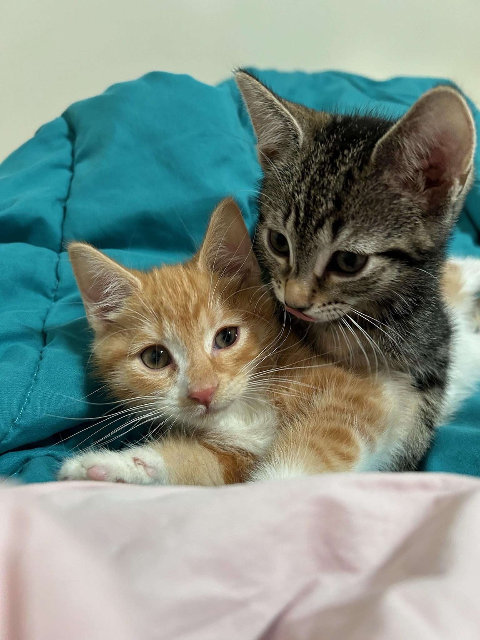Ever, Adopted, Kitten Female Domestic Short Hair.