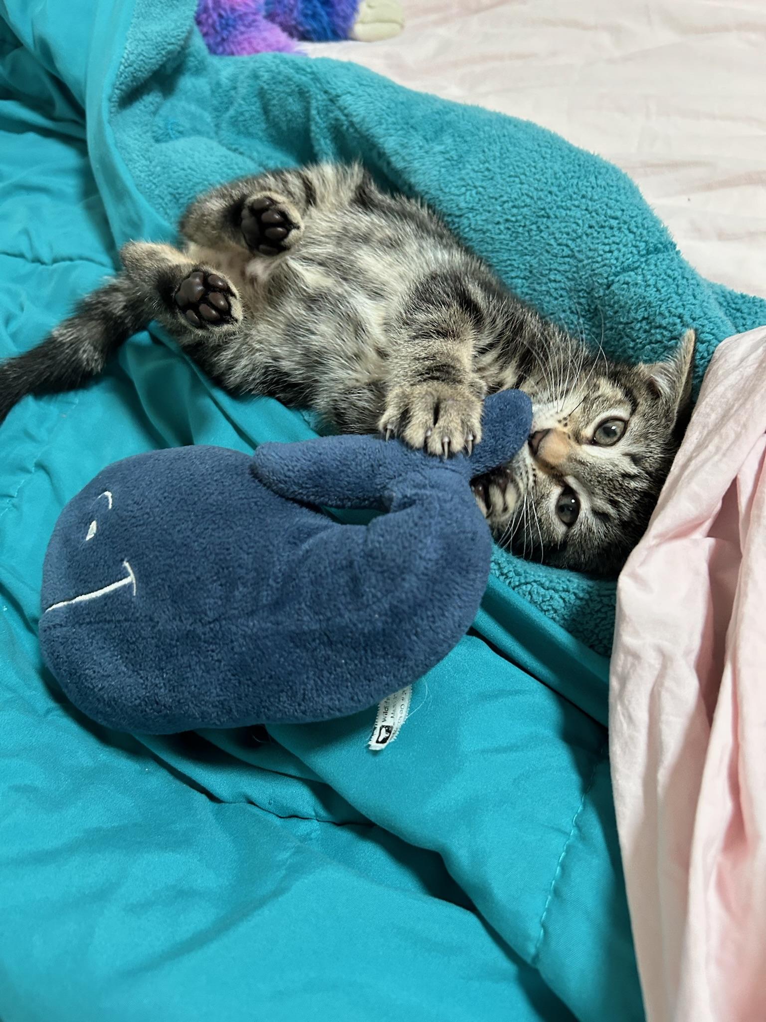 Ever, a Adopted Domestic Short Hair in Brooklyn, NY image 3/5