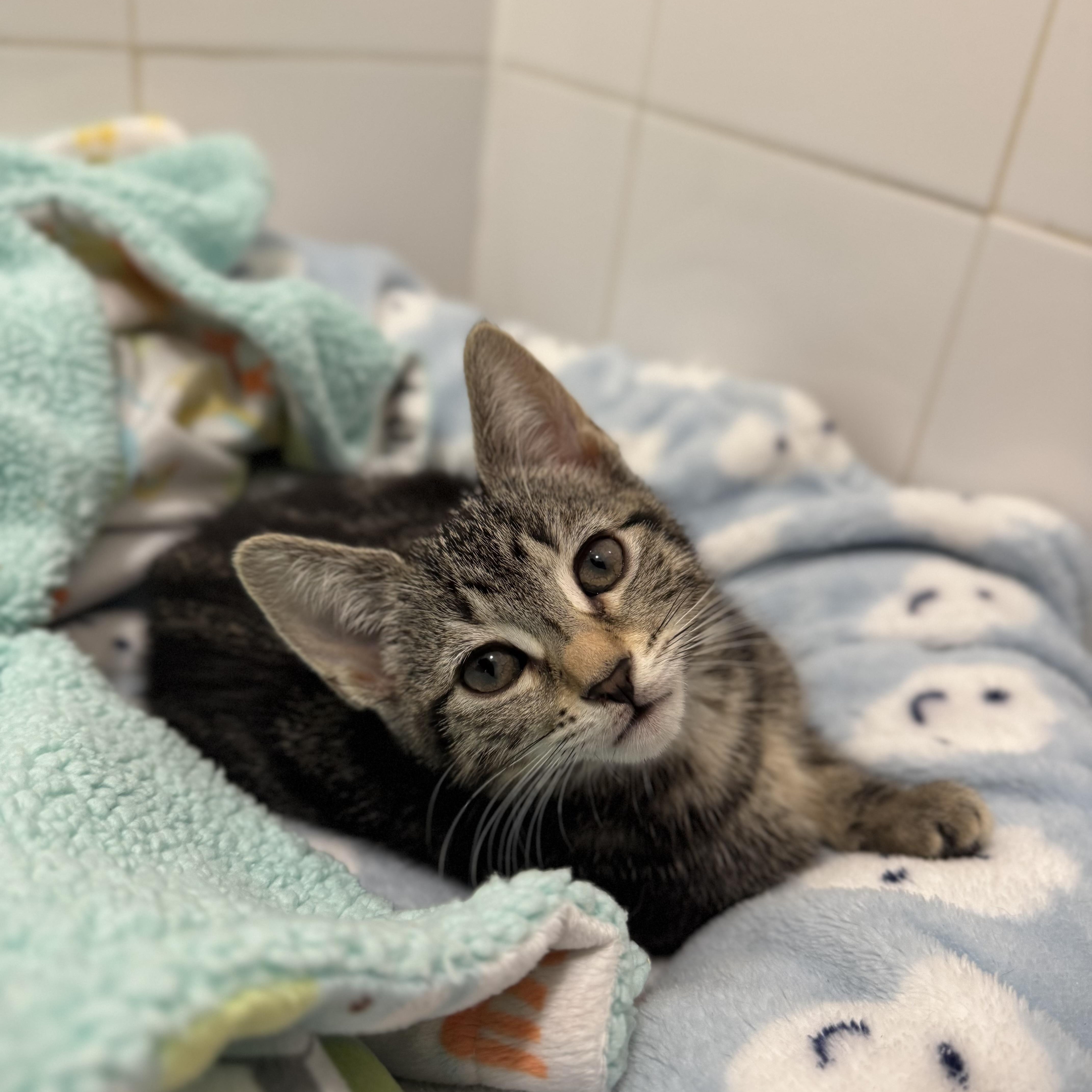 Ever, a Adopted Domestic Short Hair in Brooklyn, NY image 5/5