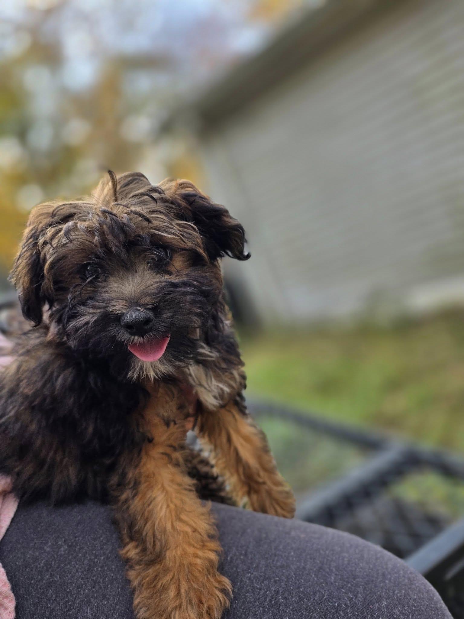 Ducky, an adoptable Aussiedoodle, Poodle in Wurtsboro, NY, 12790 | Photo Image 3