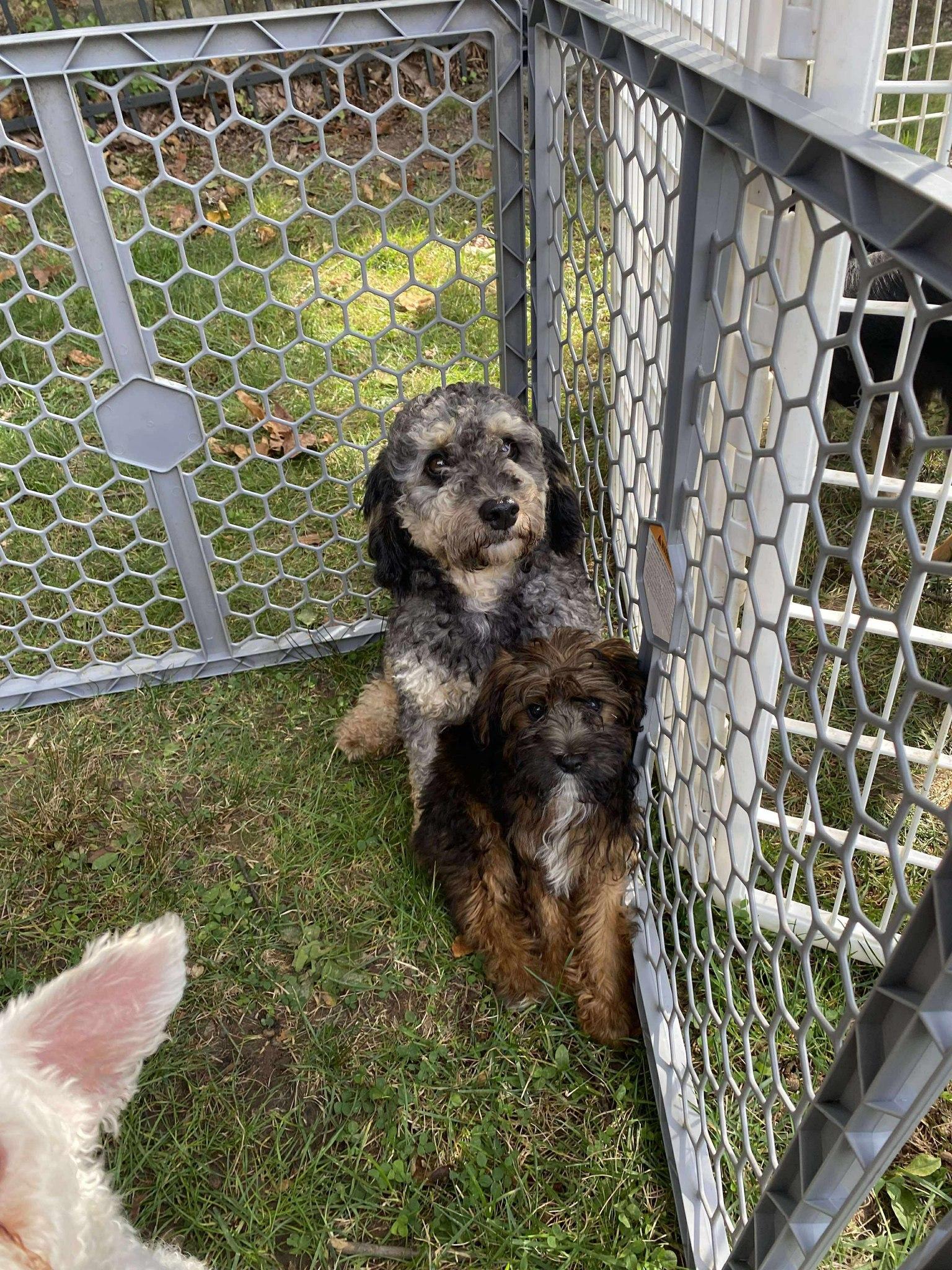 Ducky, an adoptable Aussiedoodle, Poodle in Wurtsboro, NY, 12790 | Photo Image 1