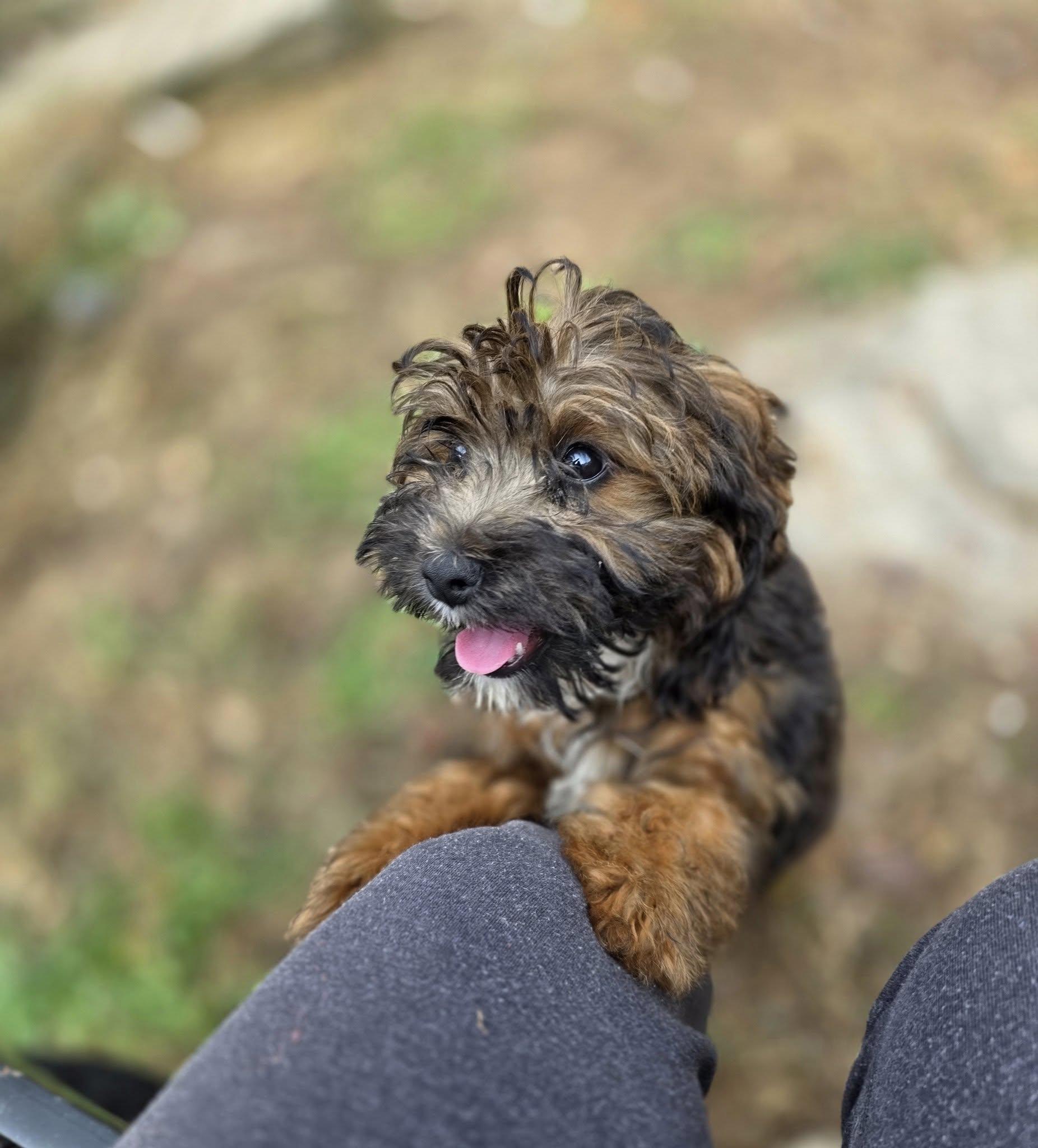 Ducky, an adoptable Aussiedoodle, Poodle in Wurtsboro, NY, 12790 | Photo Image 4