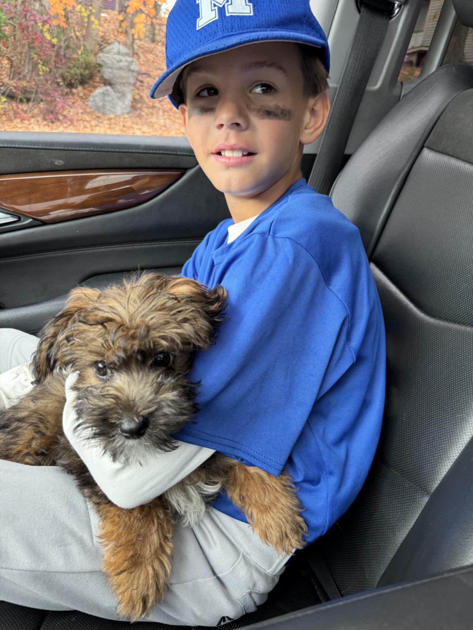 Ducky, an adoptable Aussiedoodle, Poodle in Wurtsboro, NY, 12790 | Photo Image 2