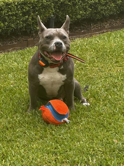 Big Baby Bane (152758) (In a foster home) 1