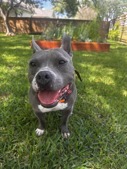 Big Baby Bane (152758) (In a foster home) 3