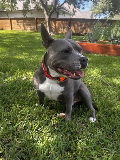 Big Baby Bane (152758) (In a foster home) 2