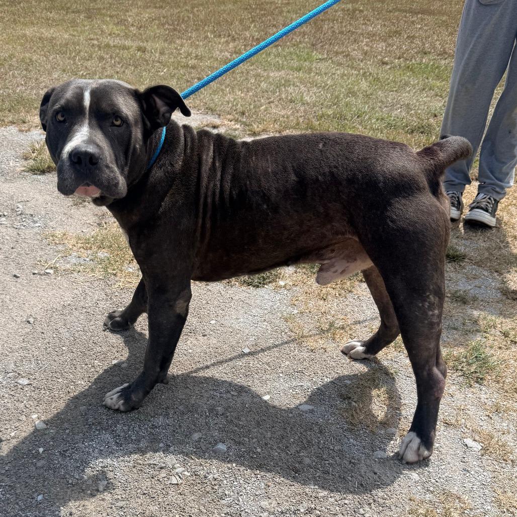Billy Bob, Adoptable, Adult Male Mixed Breed.