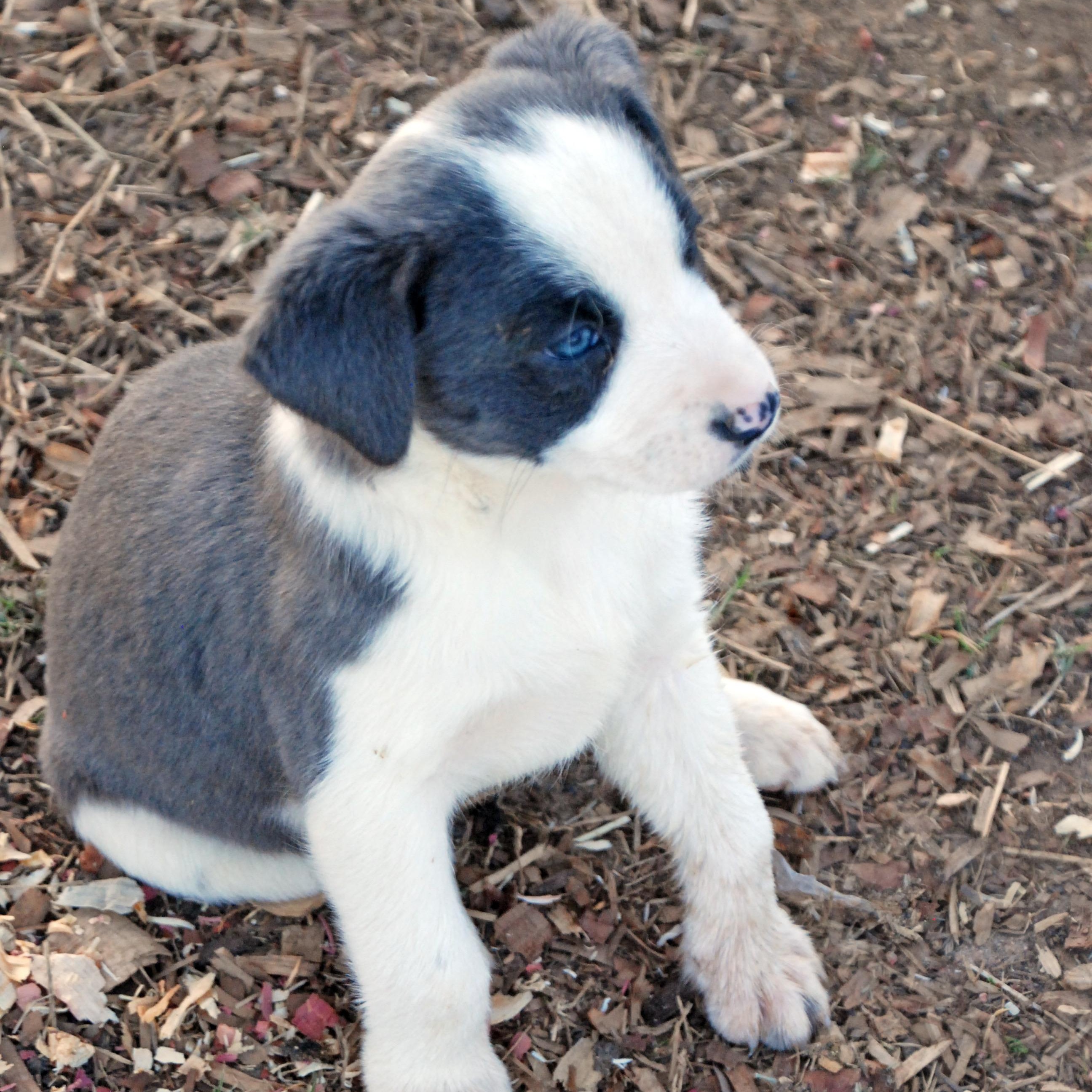 Enlarge Aurora, a ADOPTABLE mixed breed in Madisonville, TX image 4/4