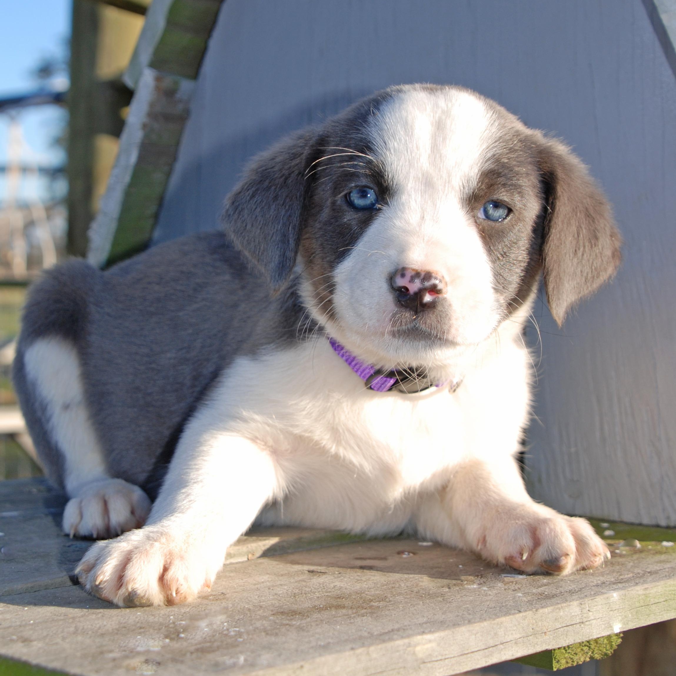Enlarge Aurora, a ADOPTABLE mixed breed in Madisonville, TX image 3/4