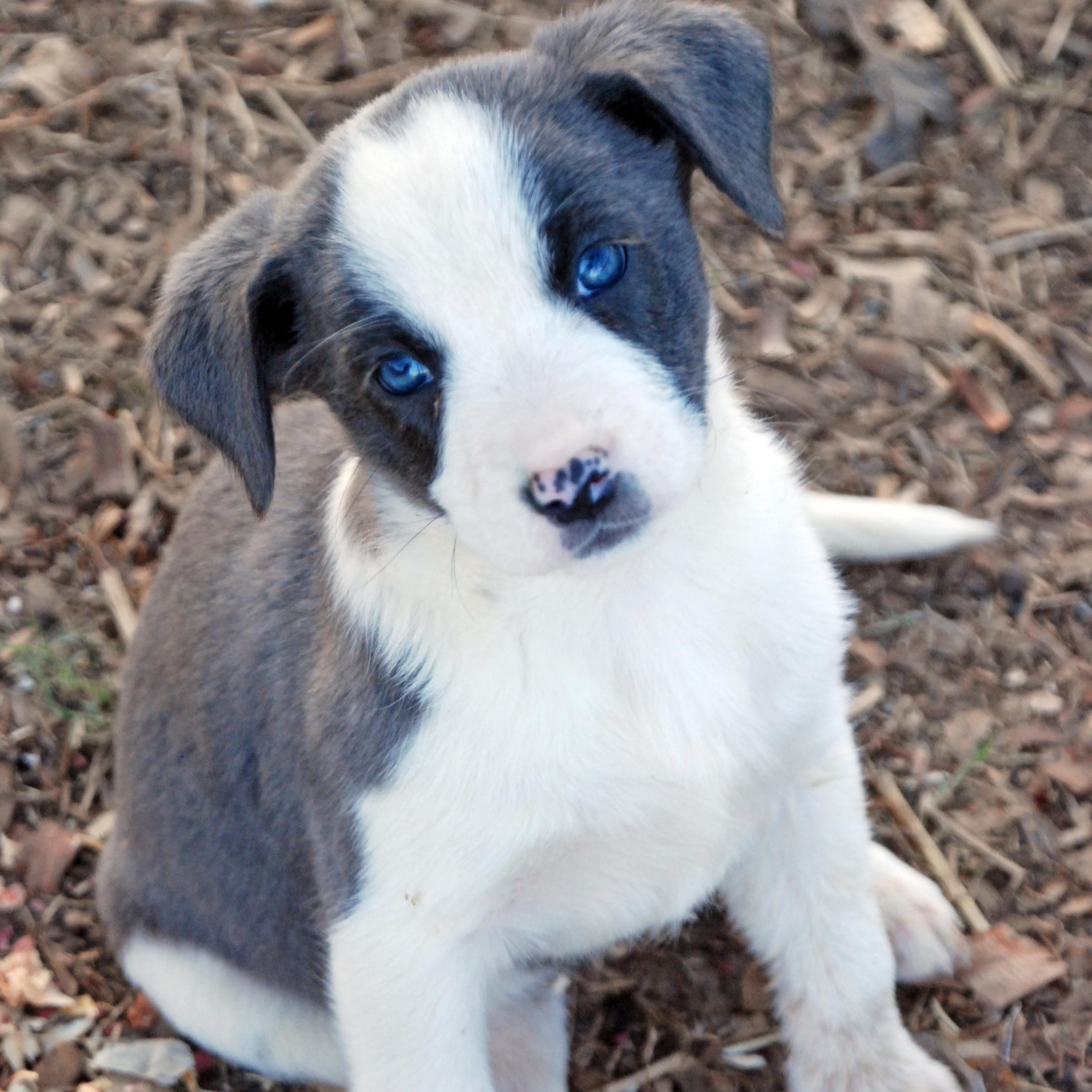 Aurora, ADOPTABLE, Puppy Female Australian Shepherd & Plott Hound.