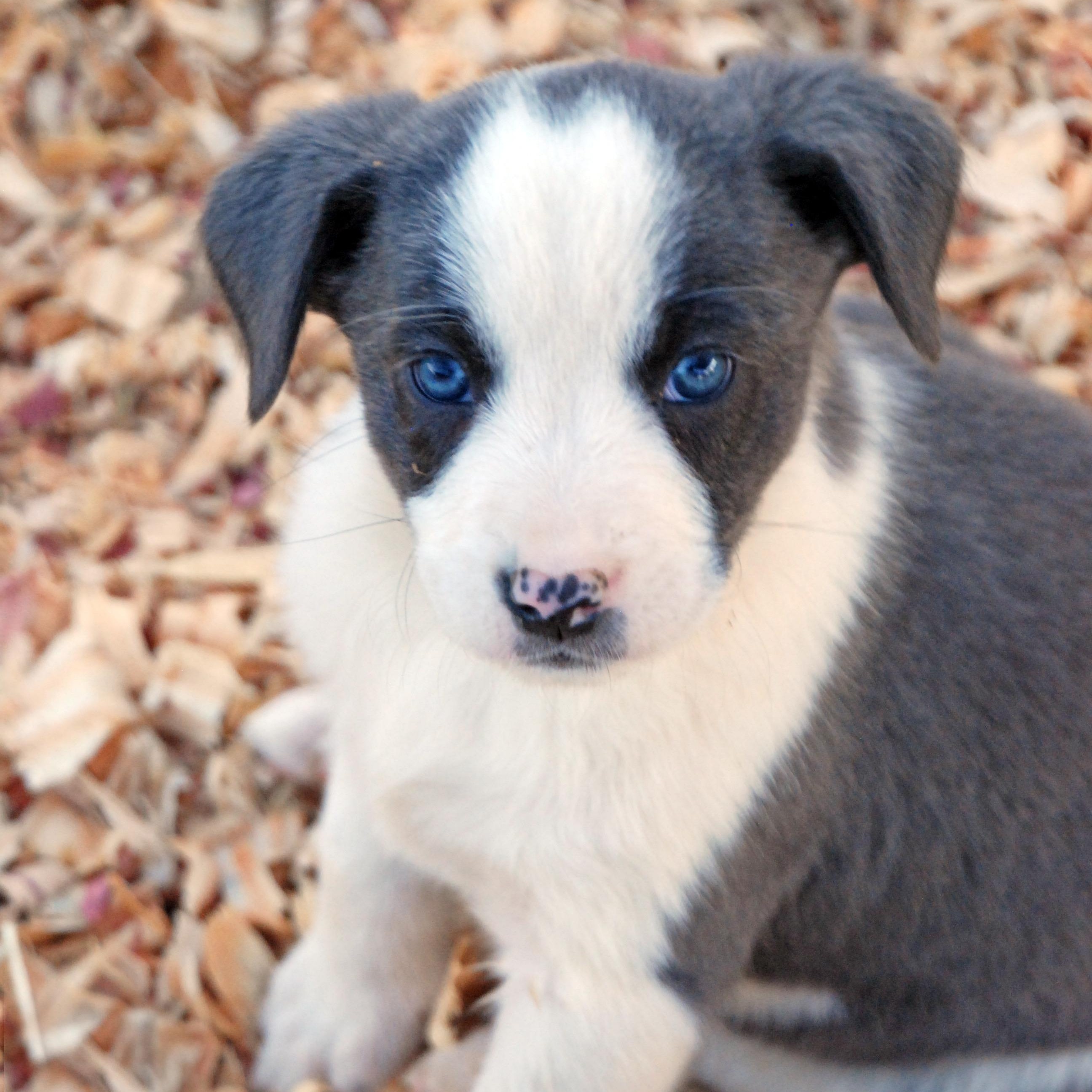 Enlarge Aurora, a ADOPTABLE mixed breed in Madisonville, TX image 2/4