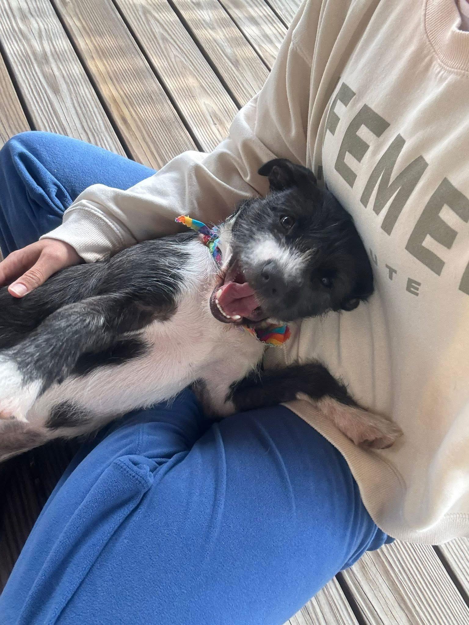 Willow, Adoptable, Young Female Terrier.