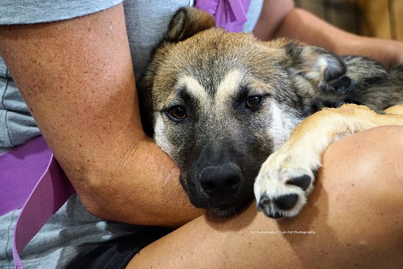 Enlarge Scooby, a ADOPTABLE mixed breed in Cave Creek, AZ image 4/5