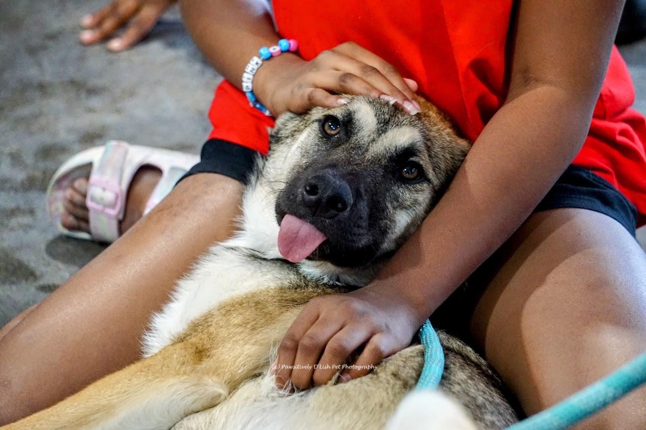 Scooby, ADOPTABLE, Puppy Male German Shepherd Dog & Belgian Shepherd / Malinois.