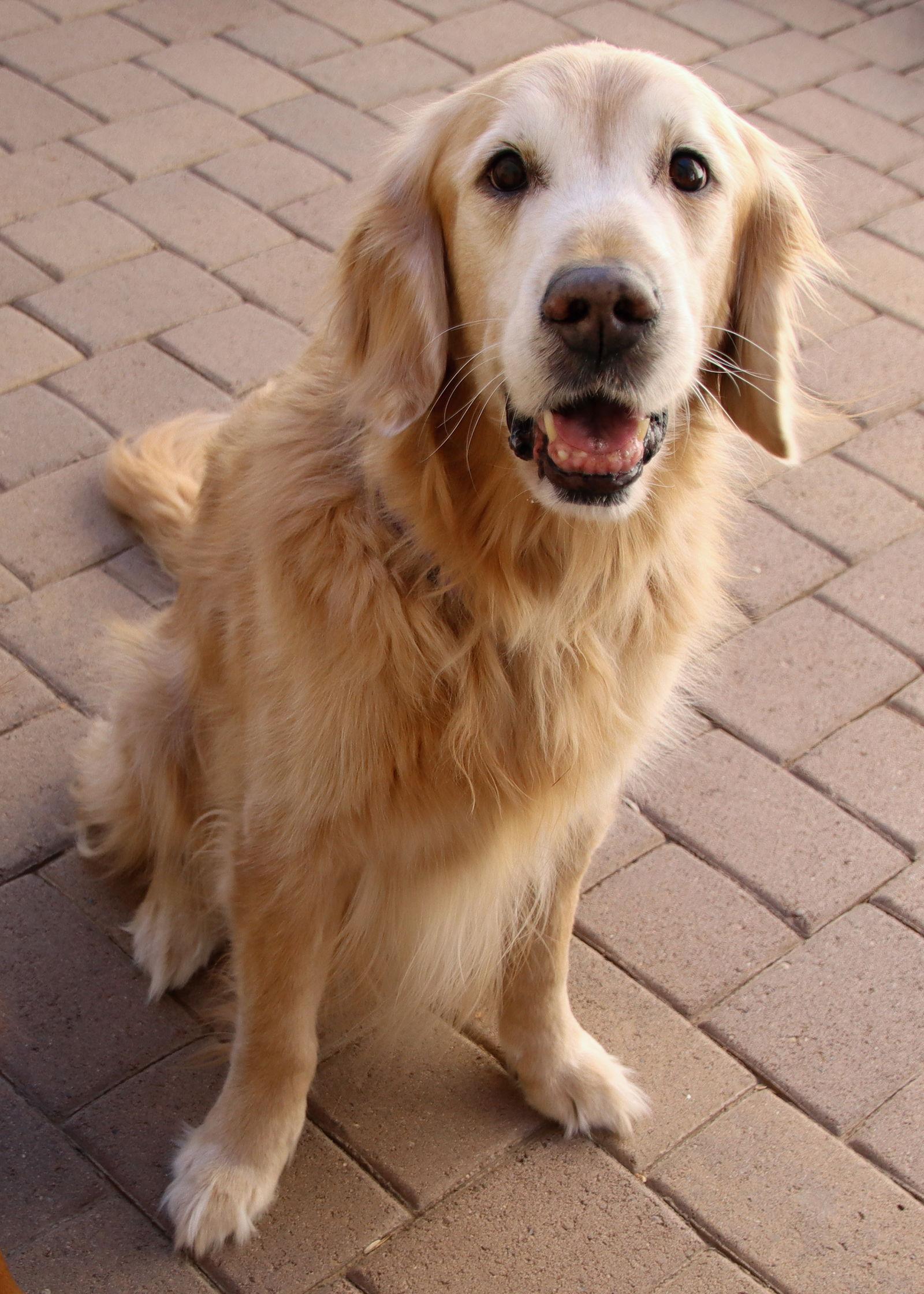 Jackson, Adoptable, Adult Male Golden Retriever.
