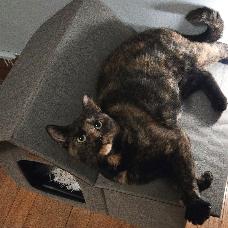 Sophie, ADOPTABLE, Young Female Domestic Short Hair.