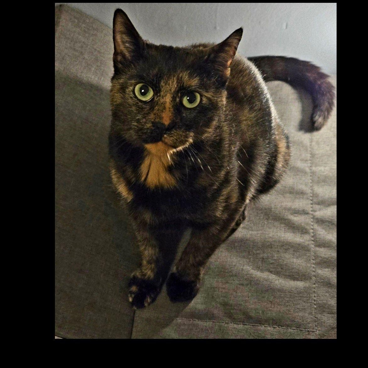 Enlarge Sophie, a ADOPTABLE Domestic Short Hair in Syracuse, NY image 3/5