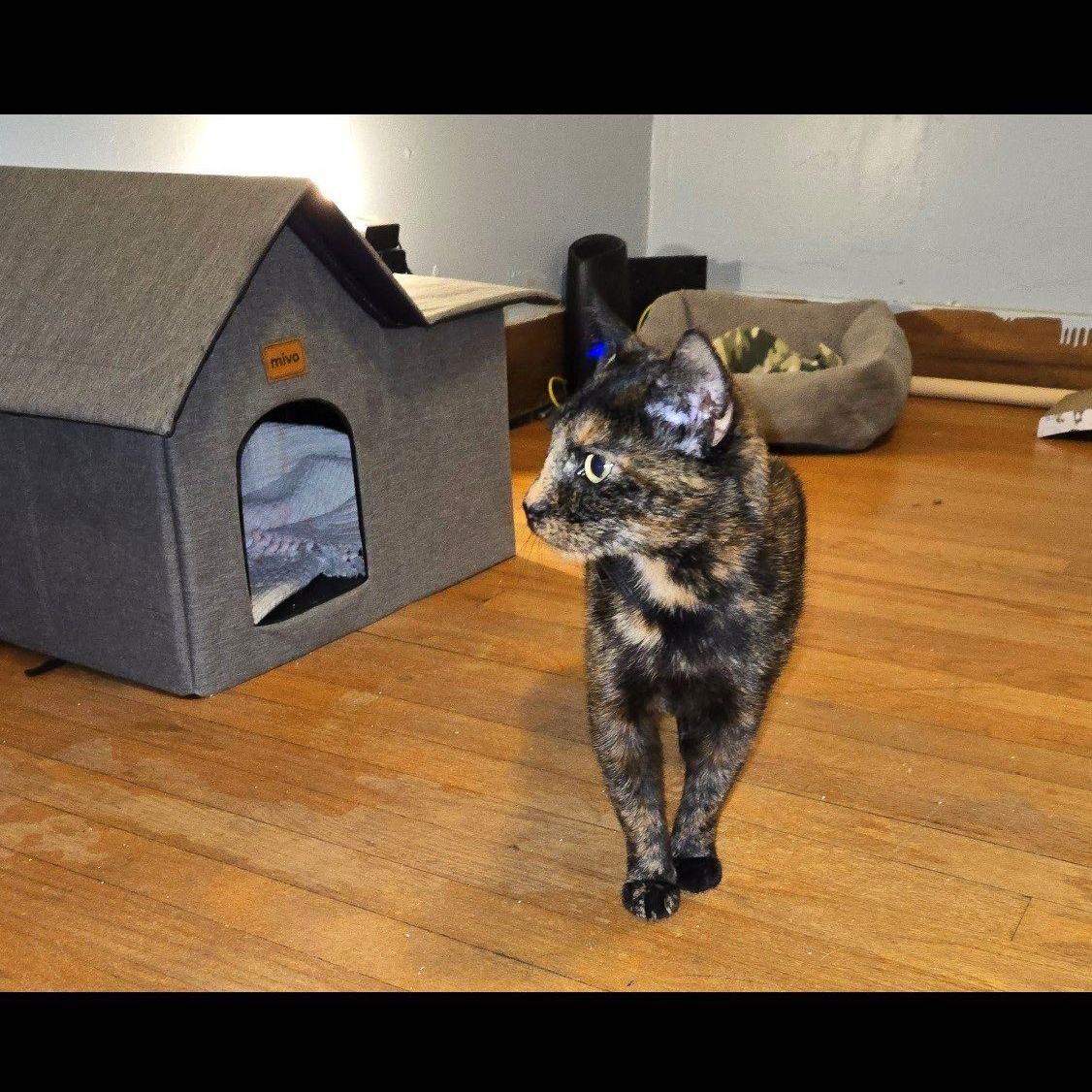 Enlarge Sophie, a ADOPTABLE Domestic Short Hair in Syracuse, NY image 4/5
