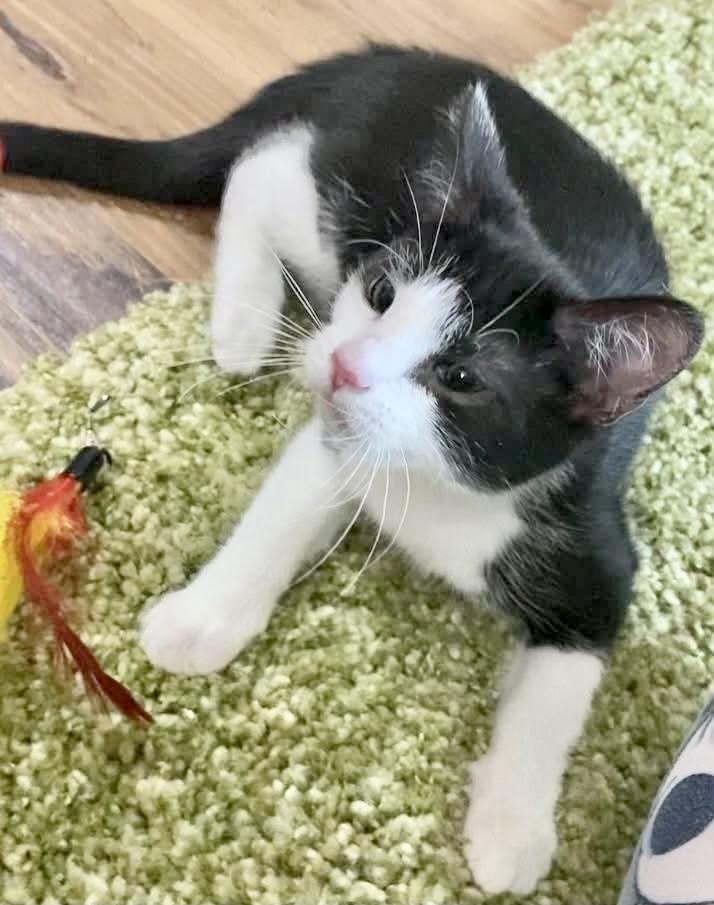 Enlarge Potato, a Adoptable Domestic Short Hair in Belchertown, MA image 2/2
