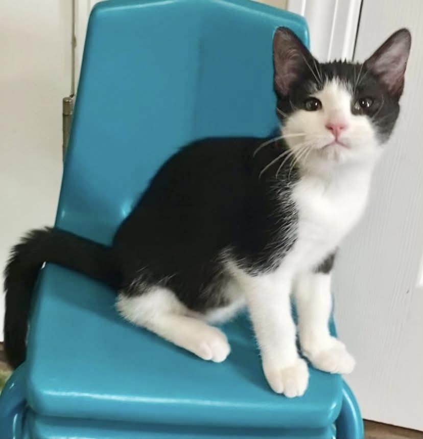 Potato, Adoptable, Young Male Domestic Short Hair.