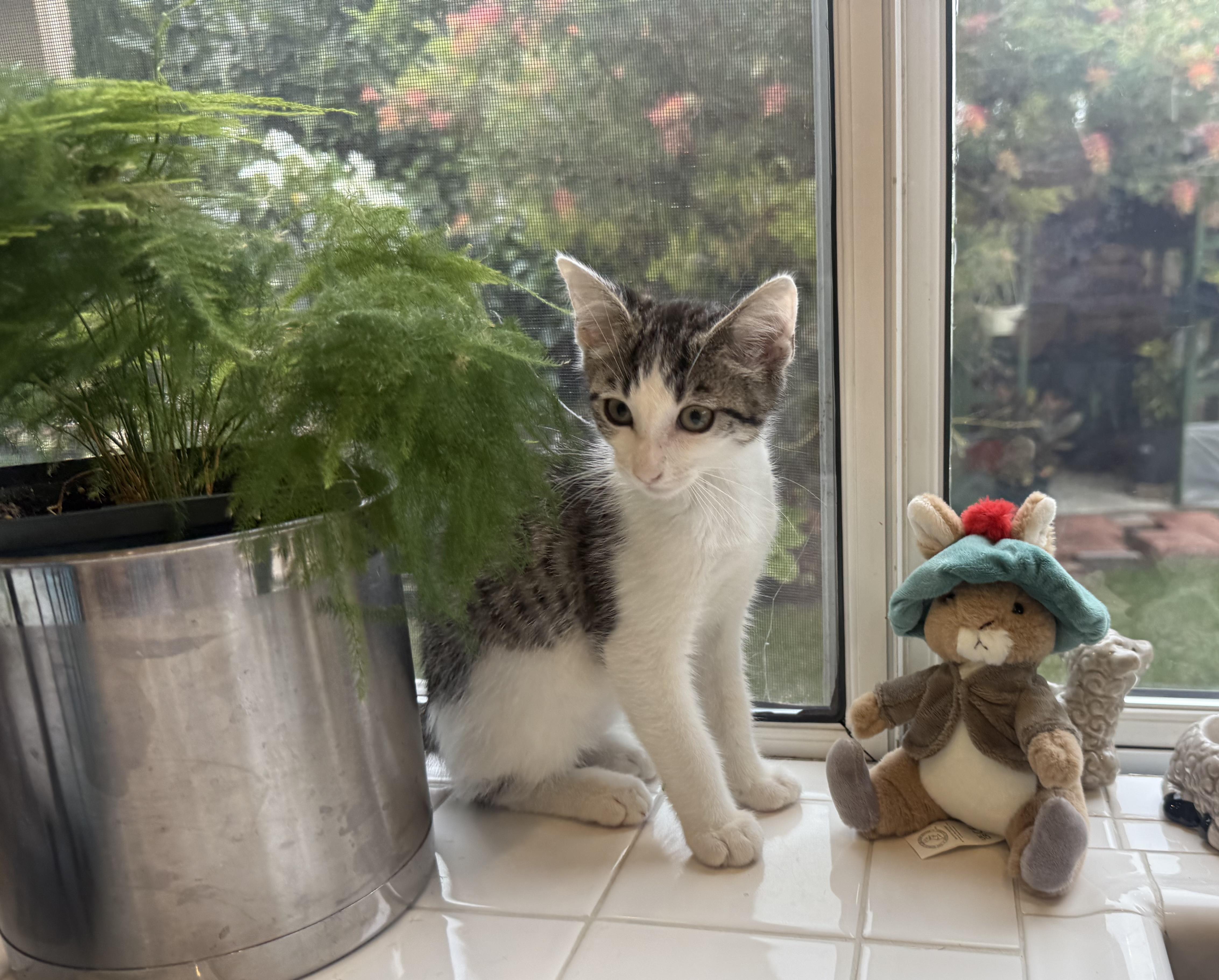 Olaf, Baby Male Domestic Short Hair