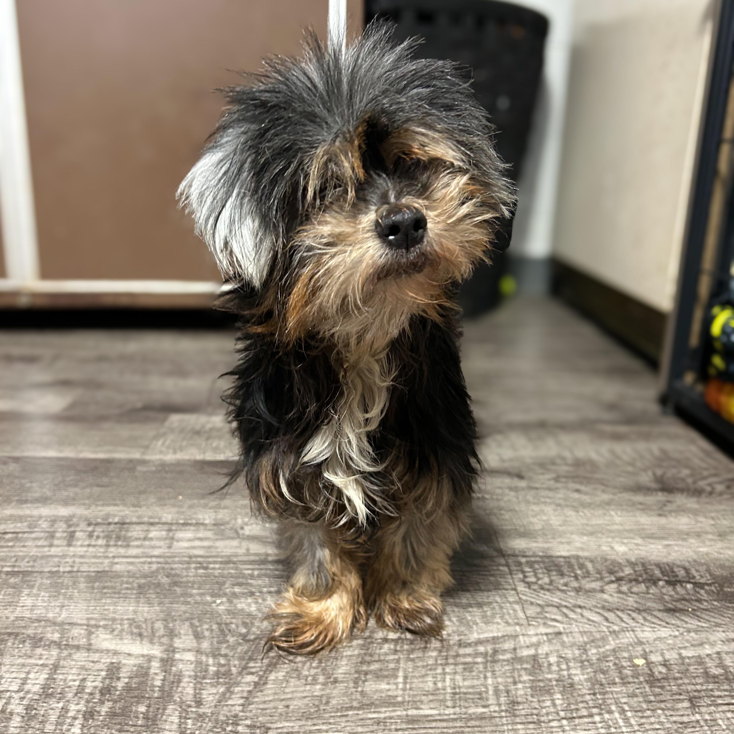 Matilda , a ADOPTABLE mixed breed in Alma, MI image 2/2