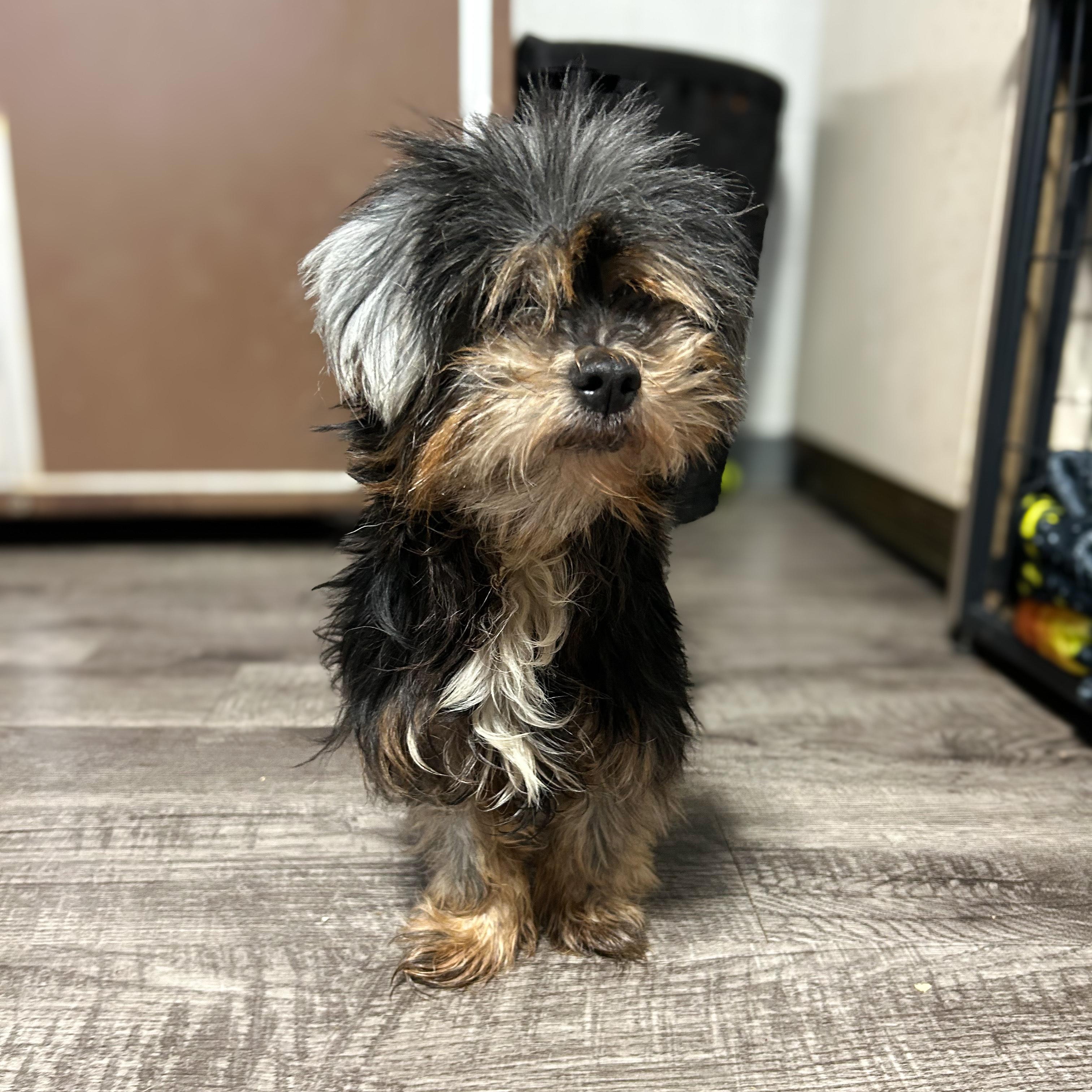 Matilda , ADOPTABLE, Senior Female Yorkshire Terrier.