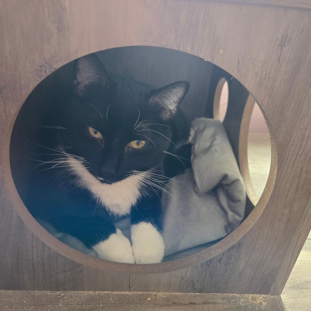 Enlarge Meatball, a Adoptable Domestic Short Hair in Inver Grove Heights, MN image 1/6