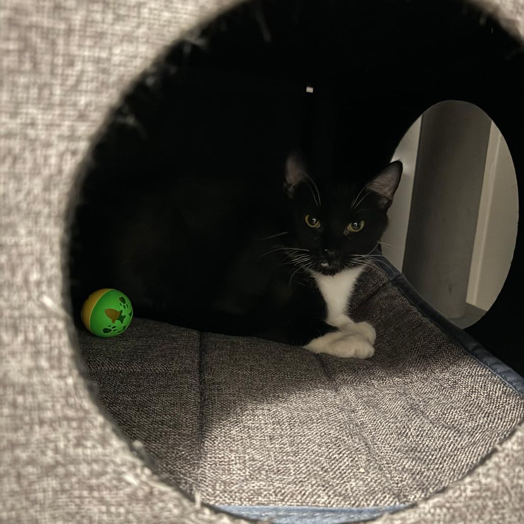 Enlarge Meatball, a Adoptable Domestic Short Hair in Inver Grove Heights, MN image 4/6