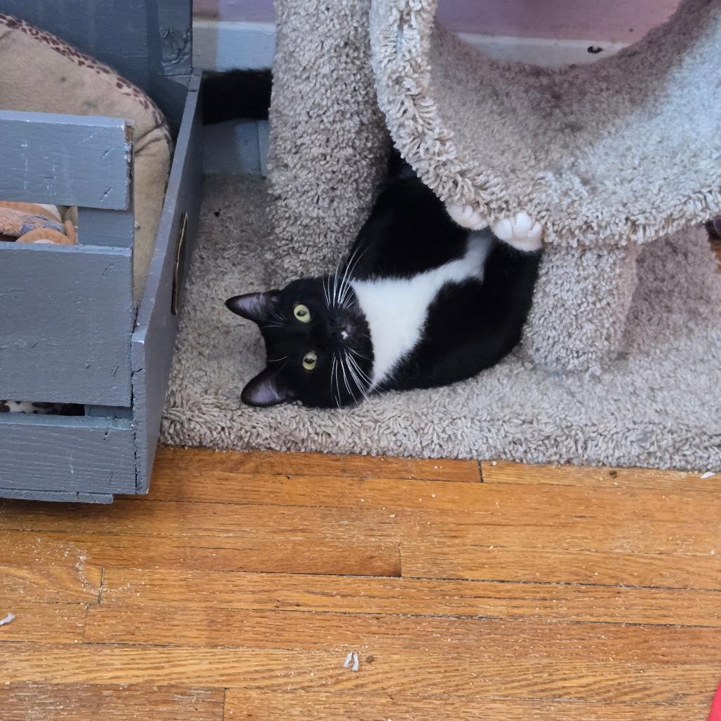 Enlarge Meatball, a Adoptable Domestic Short Hair in Inver Grove Heights, MN image 5/6