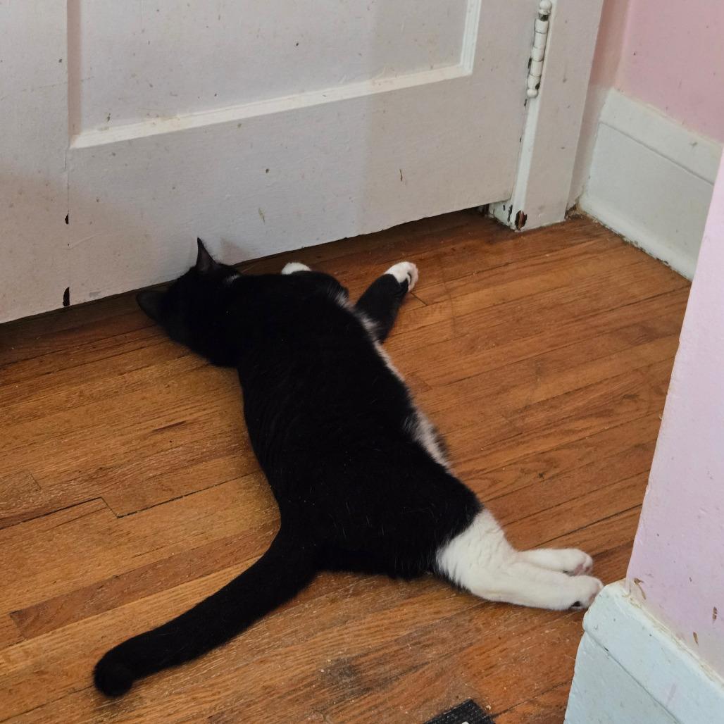 Enlarge Meatball, a Adoptable Domestic Short Hair in Inver Grove Heights, MN image 6/6