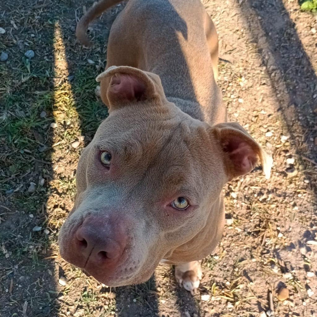 Enlarge Olivia, a Adoptable American Staffordshire Terrier in West Islip, NY image 1/6