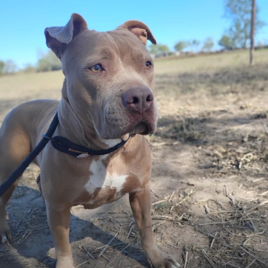 Enlarge Olivia, a Adoptable American Staffordshire Terrier in West Islip, NY image 2/6