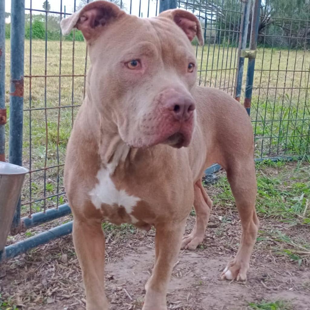 Enlarge Olivia, a Adoptable American Staffordshire Terrier in West Islip, NY image 2/6