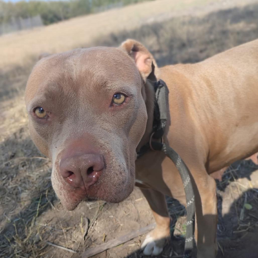 Enlarge Olivia, a Adoptable American Staffordshire Terrier in West Islip, NY image 3/6